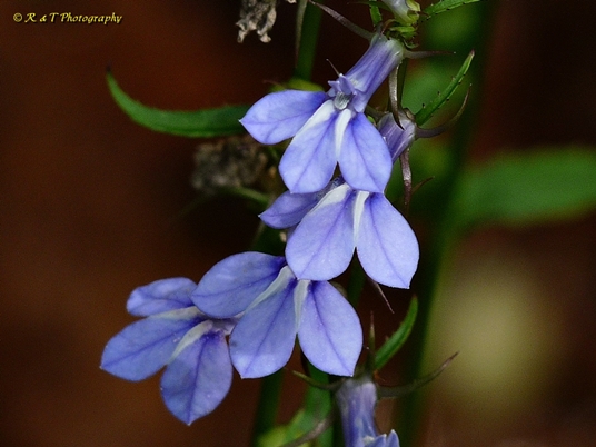 {Lobelia amoena}